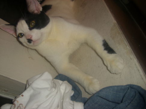 Picture of a cat / kitten / feline