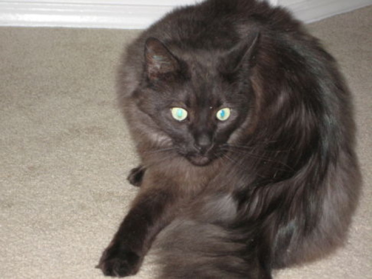 Picture of a cat / kitten / feline