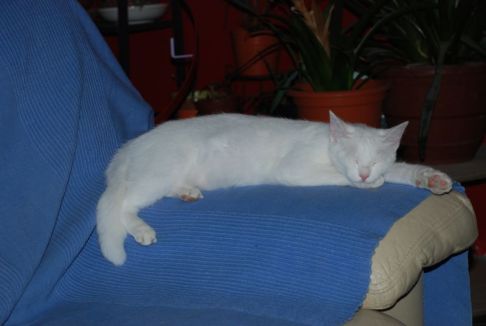 Picture of a cat / kitten / feline