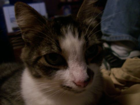 Picture of a cat / kitten / feline