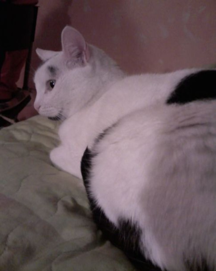 Picture of a cat / kitten / feline