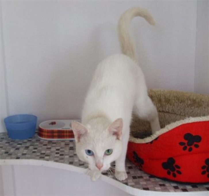 Picture of a cat / kitten / feline