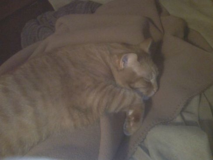 Picture of a cat / kitten / feline