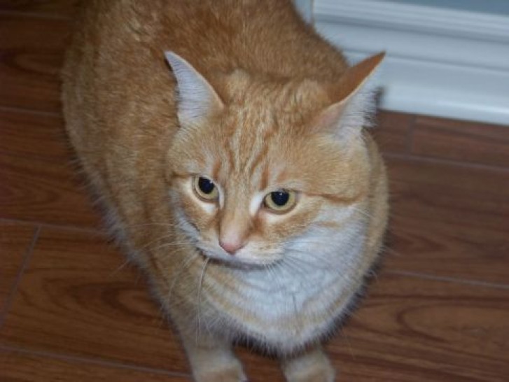 Picture of a cat / kitten / feline