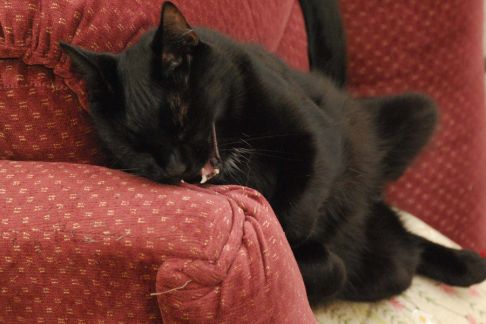 Picture of a cat / kitten / feline
