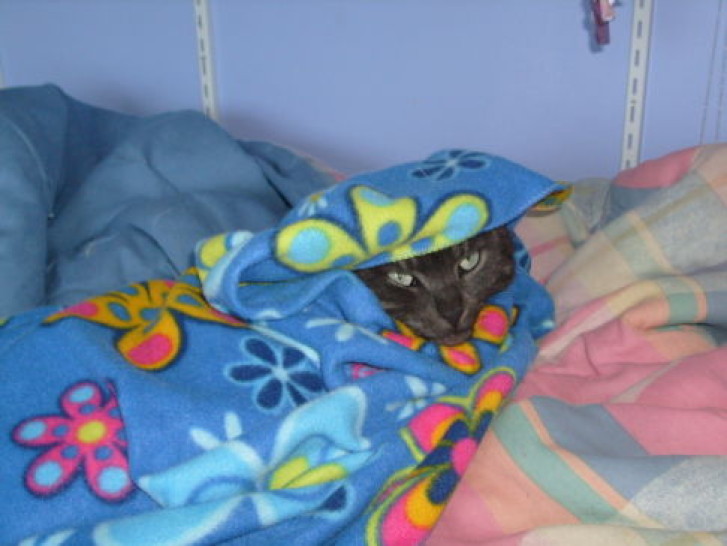 Picture of a cat / kitten / feline