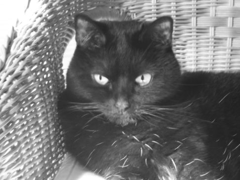 Picture of a cat / kitten / feline
