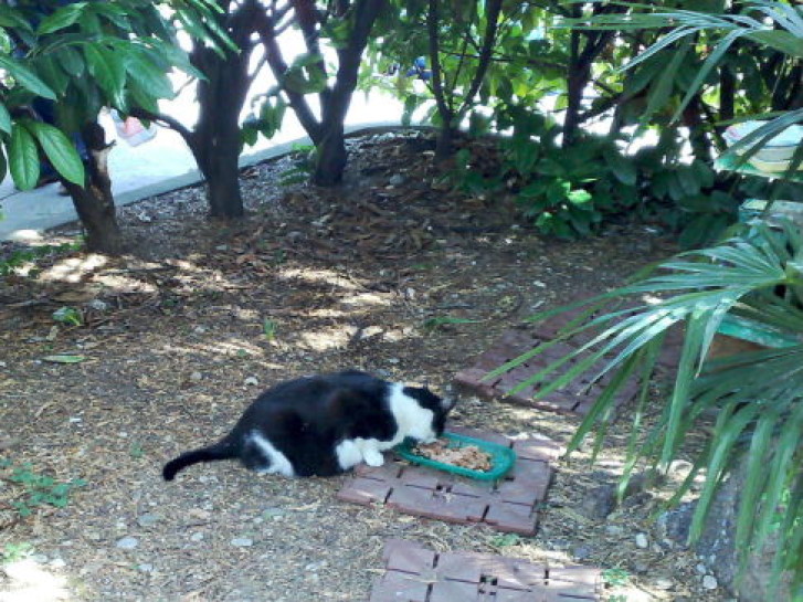 Picture of a cat / kitten / feline