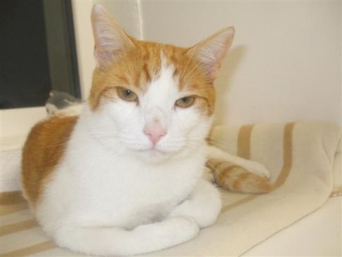 Picture of a cat / kitten / feline