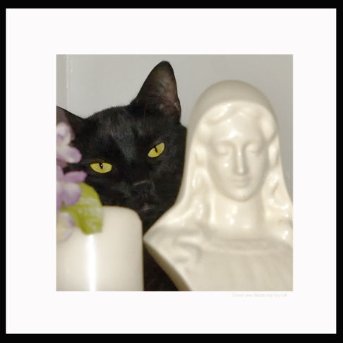 Picture of a cat / kitten / feline