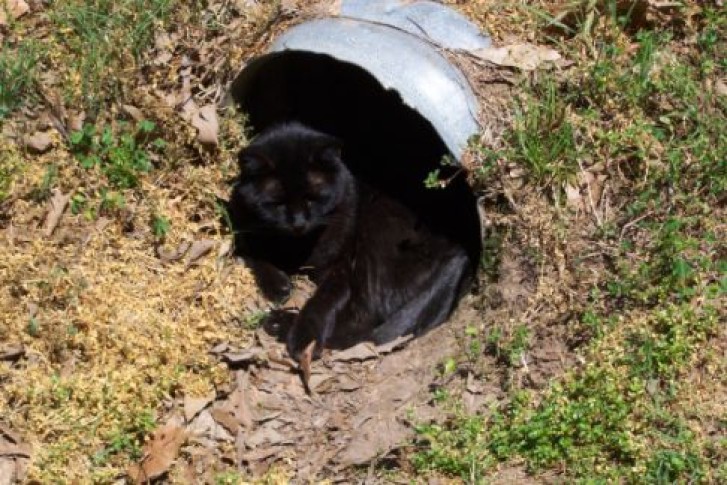 Picture of a cat / kitten / feline