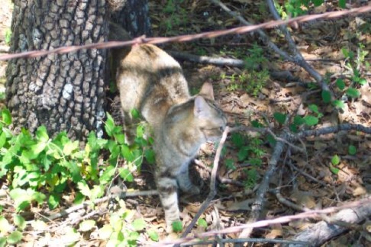 Picture of a cat / kitten / feline