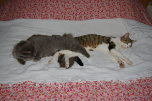 Picture of a cat / kitten / feline