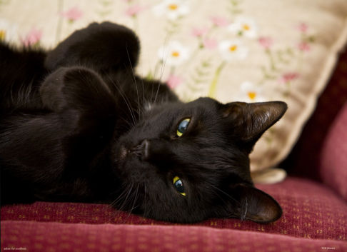 Picture of a cat / kitten / feline