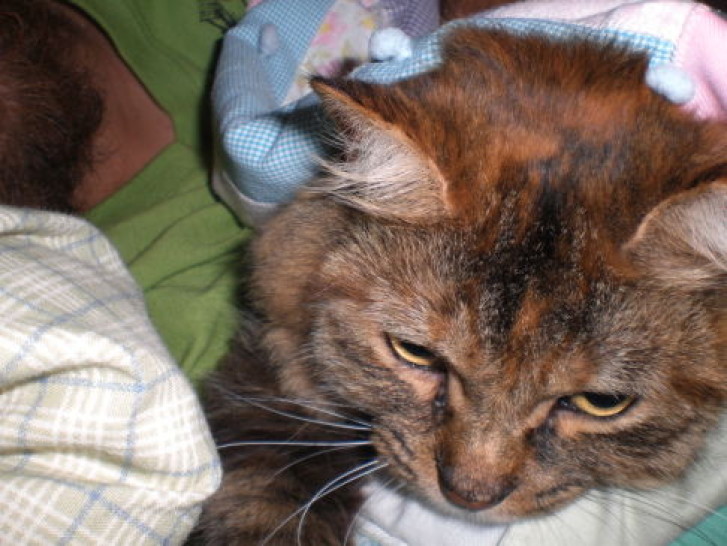 Picture of a cat / kitten / feline