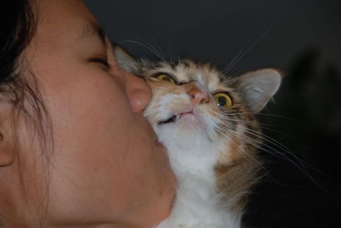 Picture of a cat / kitten / feline