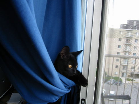 Picture of a cat / kitten / feline