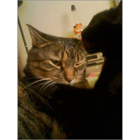 Picture of a cat / kitten / feline
