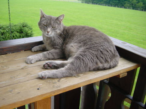 Picture of a cat / kitten / feline