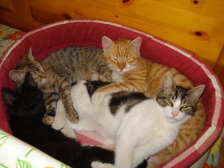 Picture of a cat / kitten / feline