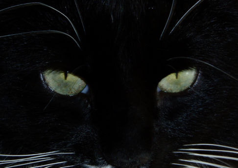 Picture of a cat / kitten / feline