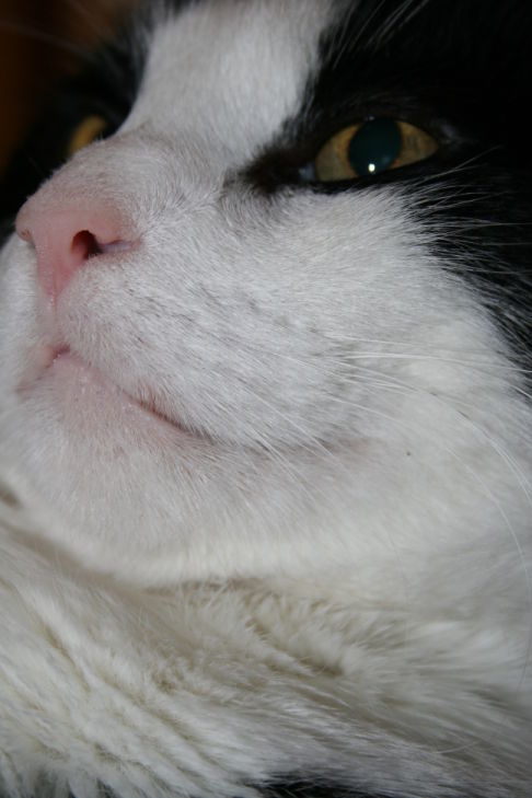 Picture of a cat / kitten / feline