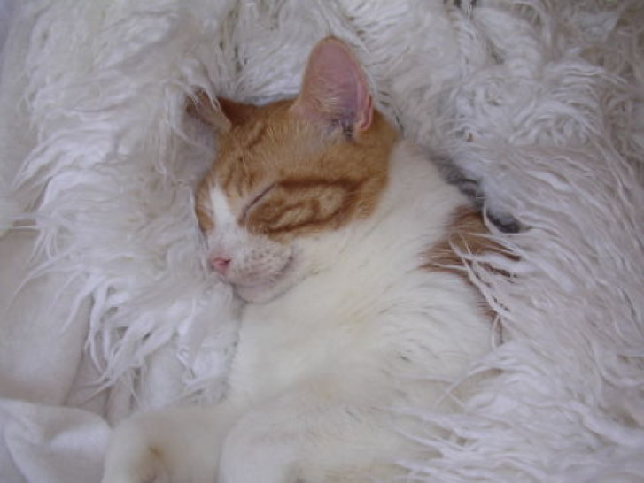 Picture of a cat / kitten / feline