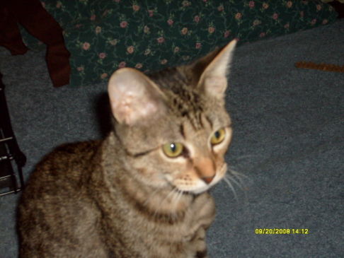 Picture of a cat / kitten / feline