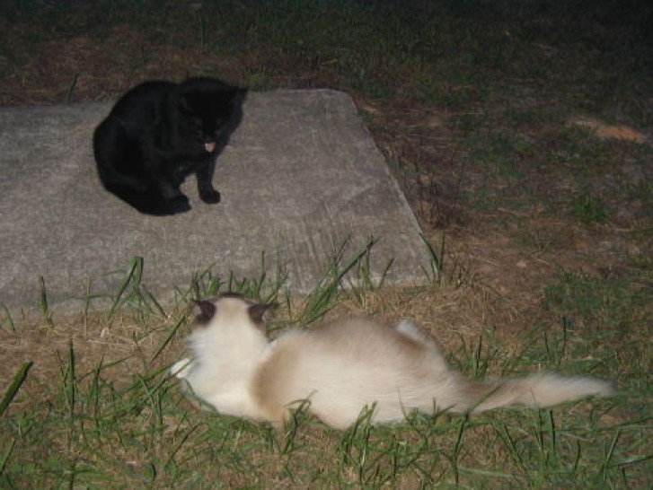 Picture of a cat / kitten / feline