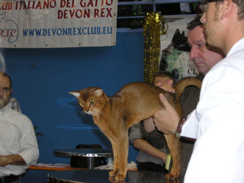 Picture of a cat / kitten / feline