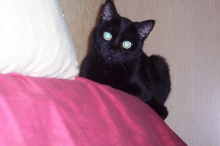 Picture of a cat / kitten / feline