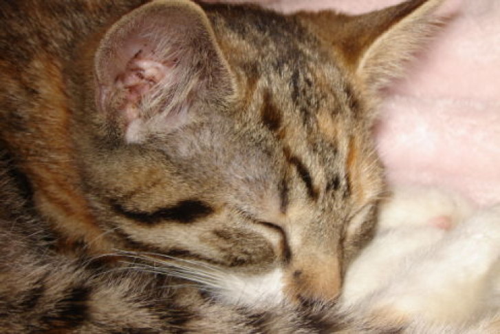 Picture of a cat / kitten / feline
