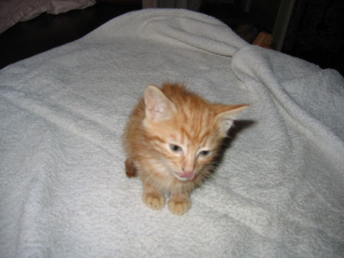 Picture of a cat / kitten / feline