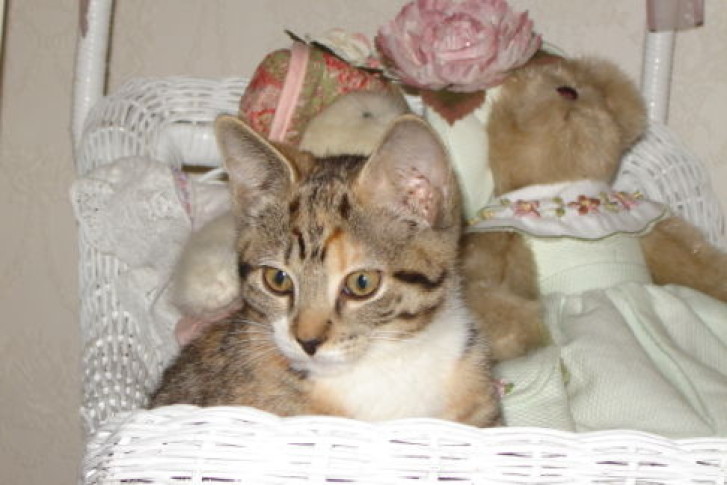 Picture of a cat / kitten / feline
