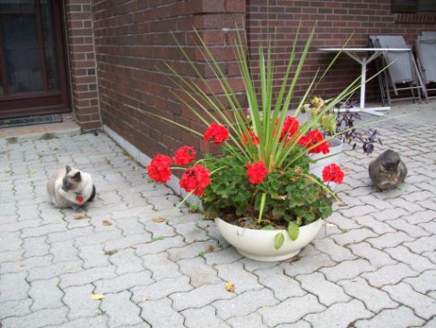 Picture of a cat / kitten / feline