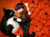 View full size picture