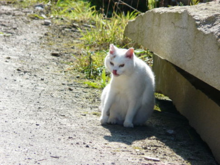 Picture of a cat / kitten / feline