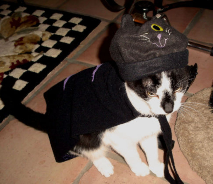 Picture of a cat / kitten / feline