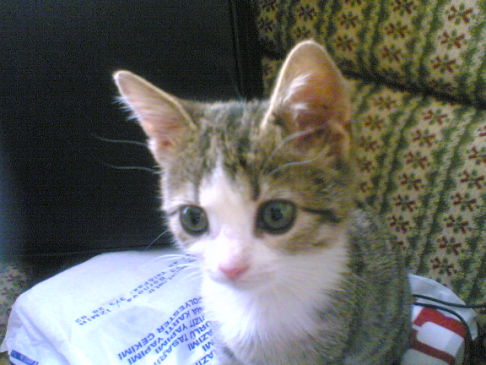 Picture of a cat / kitten / feline
