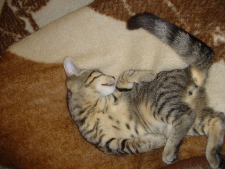 Picture of a cat / kitten / feline