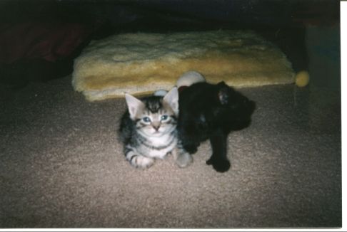 Picture of a cat / kitten / feline