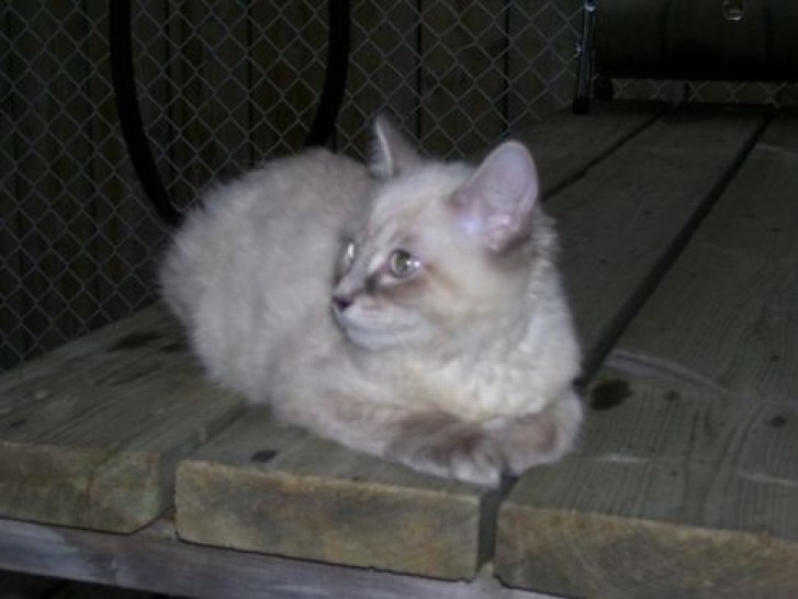 Picture of a cat / kitten / feline