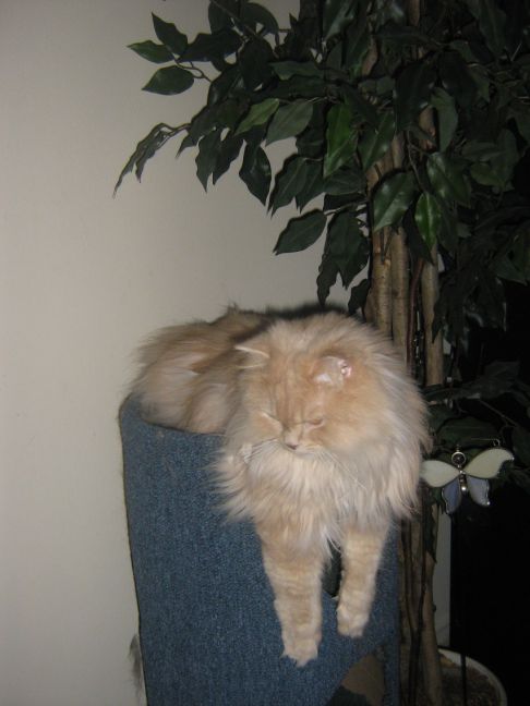 Picture of a cat / kitten / feline