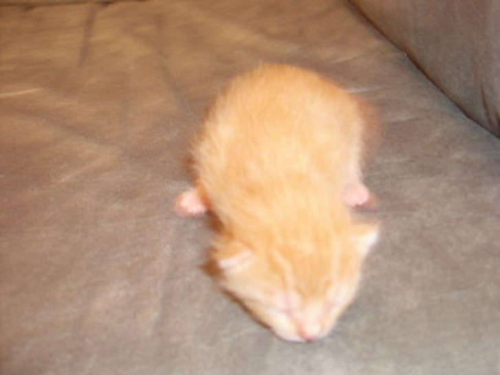 Picture of a cat / kitten / feline