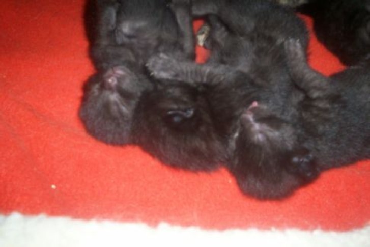 Picture of a cat / kitten / feline