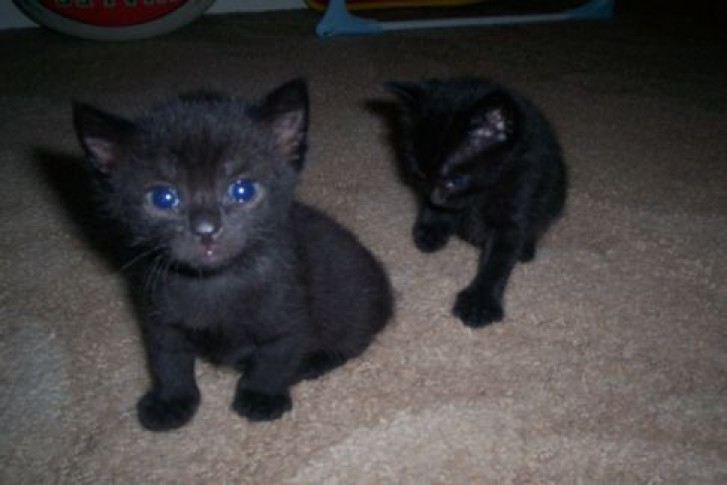 Picture of a cat / kitten / feline