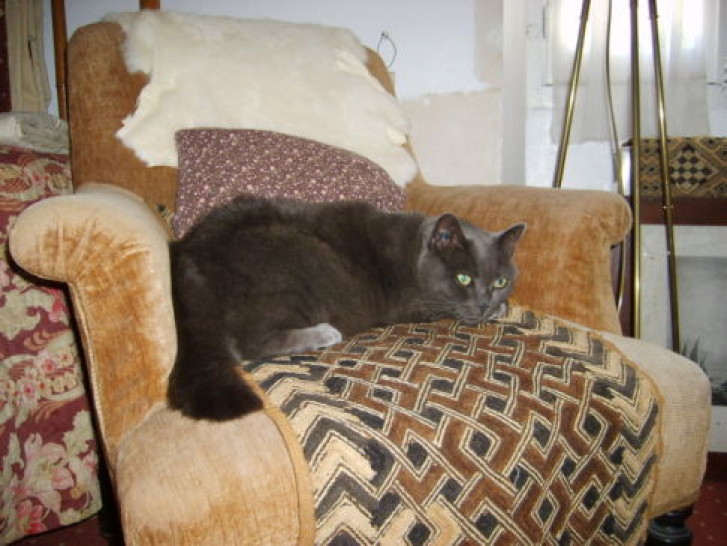 Picture of a cat / kitten / feline