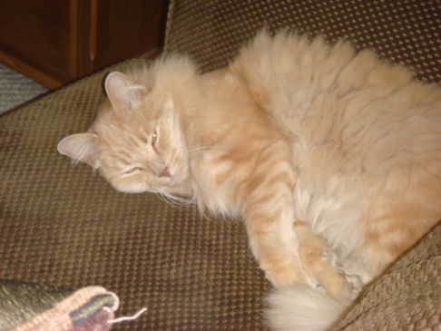 Picture of a cat / kitten / feline