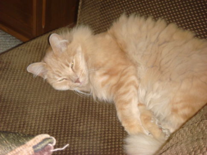 Picture of a cat / kitten / feline