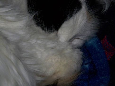 Picture of a cat / kitten / feline